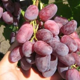 Bibit buah anggur import jenis rizamat Daerah Istimewa Yogyakarta