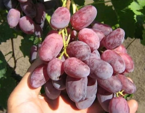 Bibit buah anggur import jenis rizamat Daerah Istimewa Yogyakarta