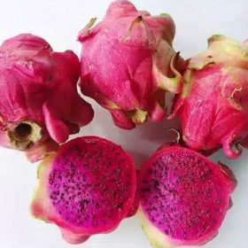 bibit buah naga merah Aceh