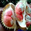 bibit tanaman durian bangkok merah kaki 1 beli 2 bonus 1 bibit anggur Bandung