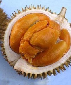 bibit durian hitam super hasil okulasi Surabaya