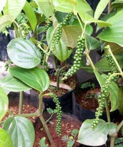 bibit tanaman lada perdu Jawa Barat