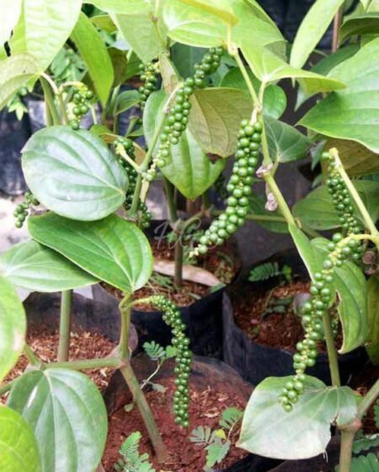 Gambar Produk bibit tanaman lada perdu Jawa Barat