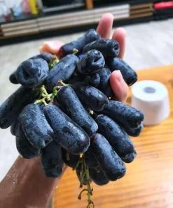 Bibit Anggur import Moondrop Super bayar di tempat Jambi