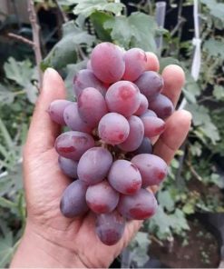 Bibit Anggur import Ninel Denpasar