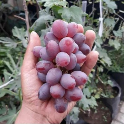 Bibit Anggur import Ninel Denpasar