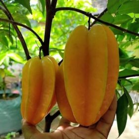 bibit belimbing super unggul Tangerang Selatan