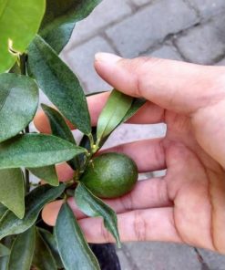 bibit jeruk nagami berbuah Kalimantan Utara