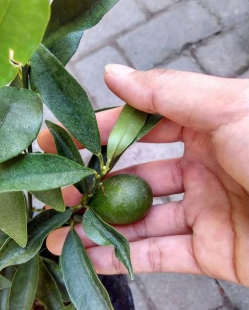 bibit jeruk nagami berbuah Kalimantan Utara