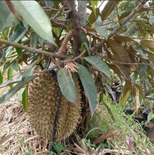 bibit durian musangking bisa berbuah dalam pot Prabumulih