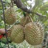 bibit durian bawor bisa berbuah pendek Probolinggo