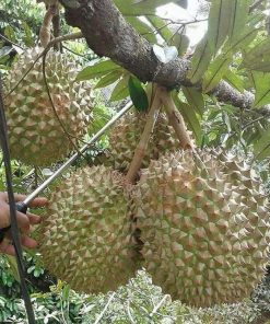bibit durian bawor bisa berbuah pendek Probolinggo