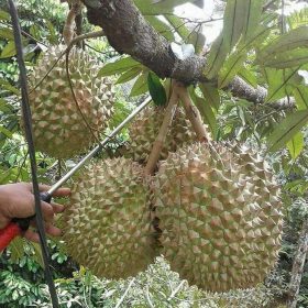 bibit durian bawor bisa berbuah pendek Probolinggo