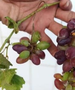 bibit anggur Baikonur new grafting dijamin Valid Parepare