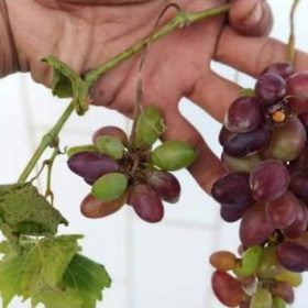 bibit anggur Baikonur new grafting dijamin Valid Parepare