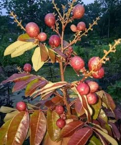 bibit lengkeng merah pohon kelengkeng merah benih kelengkeng merah benih pohon bibit tanaman buahan Bandar Lampung