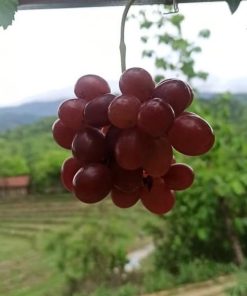 Biibit anggur import terbaru ninel trans hasil okulasi Cimahi
