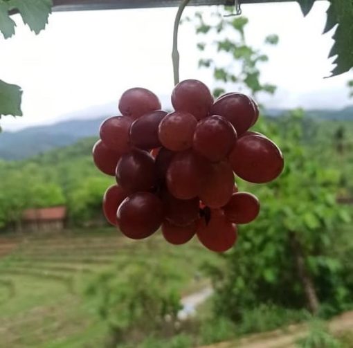 Biibit anggur import terbaru ninel trans hasil okulasi Cimahi