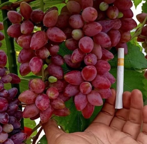 Biibit anggur import terbaru ninel trans hasil okulasi Mojokerto