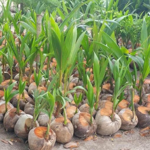 bibit kelapa hijau hibrida genjah asli cepat berbuah Jakarta