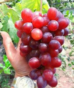 Bibit Anggur Import Jenis Ninel Sumatra Utara