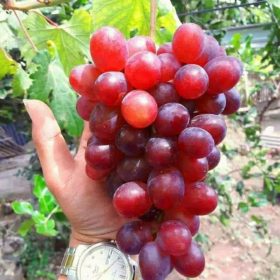 Bibit Anggur Import Jenis Ninel Sumatra Utara