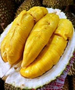 bibit durian musangking kaki 3 super hasil okulasi berkualitas cepat berbuah terlaris Jambi