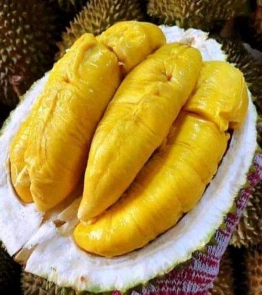 bibit durian musangking kaki 3 super hasil okulasi berkualitas cepat berbuah terlaris Jambi