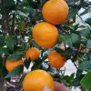 bibit jeruk sankis super unggul genjah Kupang