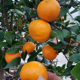 bibit jeruk sankis super unggul genjah Kupang