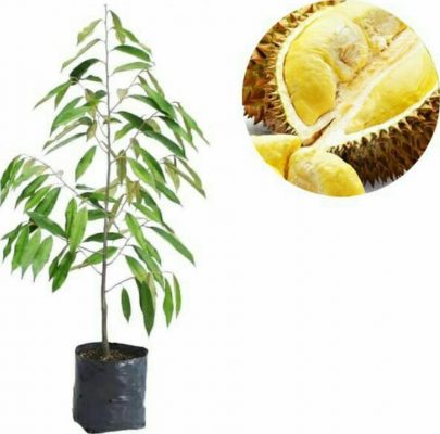 bibit durian musangking super Sumatra Barat
