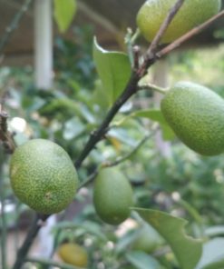 bibit jeruk nagami sudah berbuah siap panen Nusa Tenggara Barat