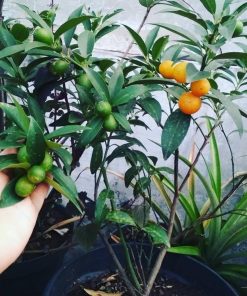 bibit jeruk nagami sudah berbuah siap panen Bukittinggi