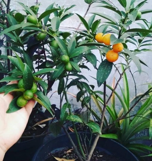 bibit jeruk nagami sudah berbuah siap panen Palopo