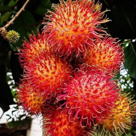 bibit rambutan binjai stek okulasi tanaman rambutan bibit buah rambutan rambutan berbuah cepat Sawahlunto