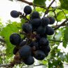 Bibit anggur black panther VALID Jawa Barat