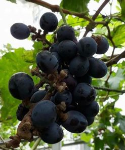 Bibit anggur black panther VALID Jawa Barat