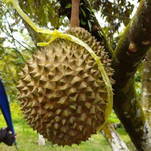 bibit durian musang king kaki tiga kualitas super Denpasar
