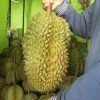 bibit durian montong bisa berbuah dalam pot Kalimantan Selatan