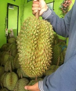 bibit durian montong bisa berbuah dalam pot Kalimantan Selatan
