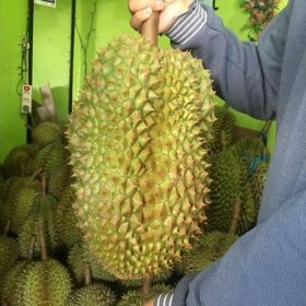 bibit durian montong bisa berbuah dalam pot Kalimantan Selatan
