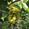Bibit anggur import banana VALID Sabang