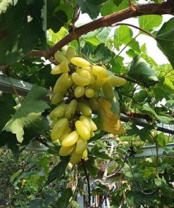 Bibit anggur import banana VALID Sabang