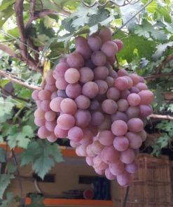bibit anggur import ninel berkualitas Kepulauan Riau