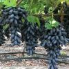 Bibit Anggur Moondrop Import Asli Original Sulawesi Tenggara