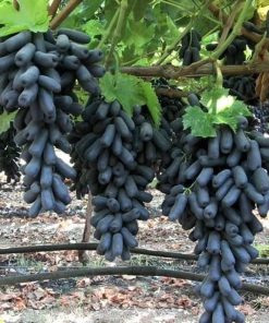Bibit Anggur Moondrop Import Asli Original Sulawesi Tenggara