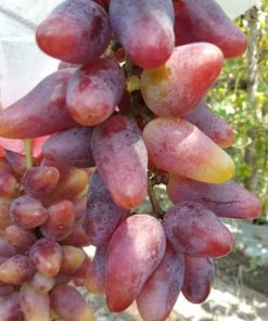 Bibit Anggur Import Oscar Garansi Valid 100 Kota Administrasi Jakarta Barat