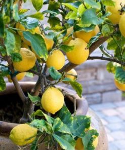 amefurashi bibit benih seed buah jeruk lemon import Jawa Barat