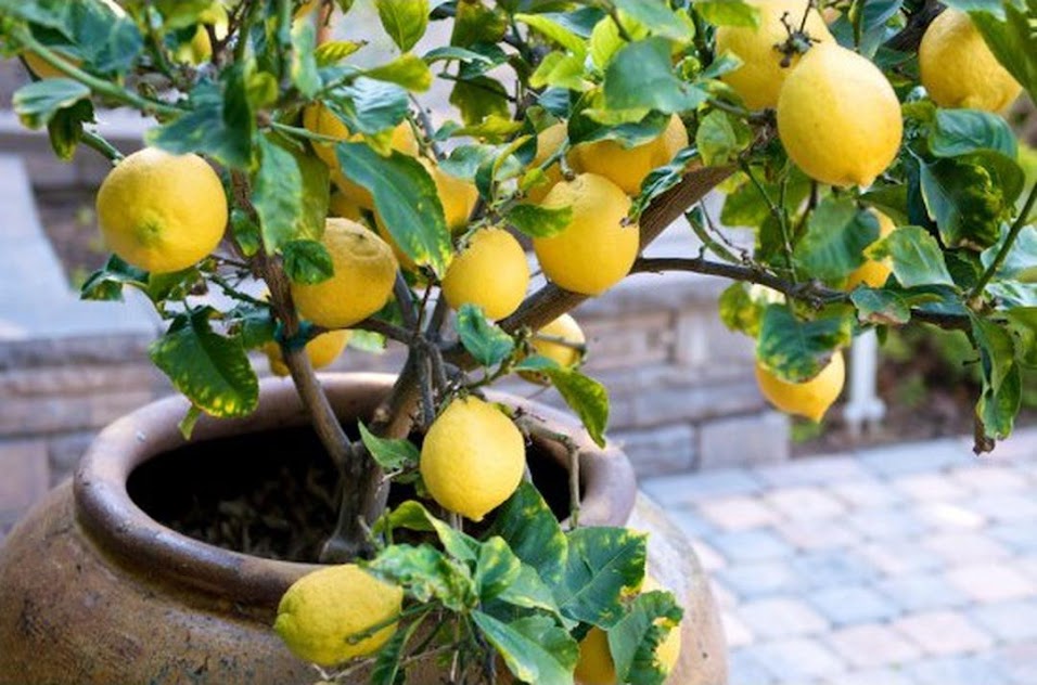 Gambar Produk amefurashi bibit benih seed buah jeruk lemon import Jawa Barat
