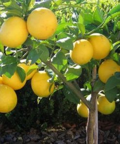 amefurashi bibit benih seed buah jeruk lemon import Kota Administrasi Jakarta Timur